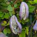Seme cveća: Akebia trifoliate - Akebija (seme) Cokoladna puzavica voce, slika1